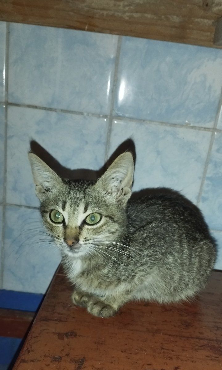 Котенок серый и двохцветная кошечка