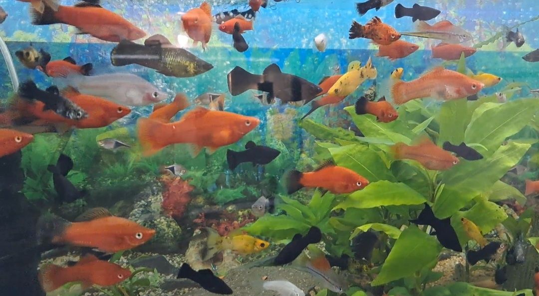 Акваріумні рибки Тернеція  Glo fish , даніо гуппі, меченосець.
