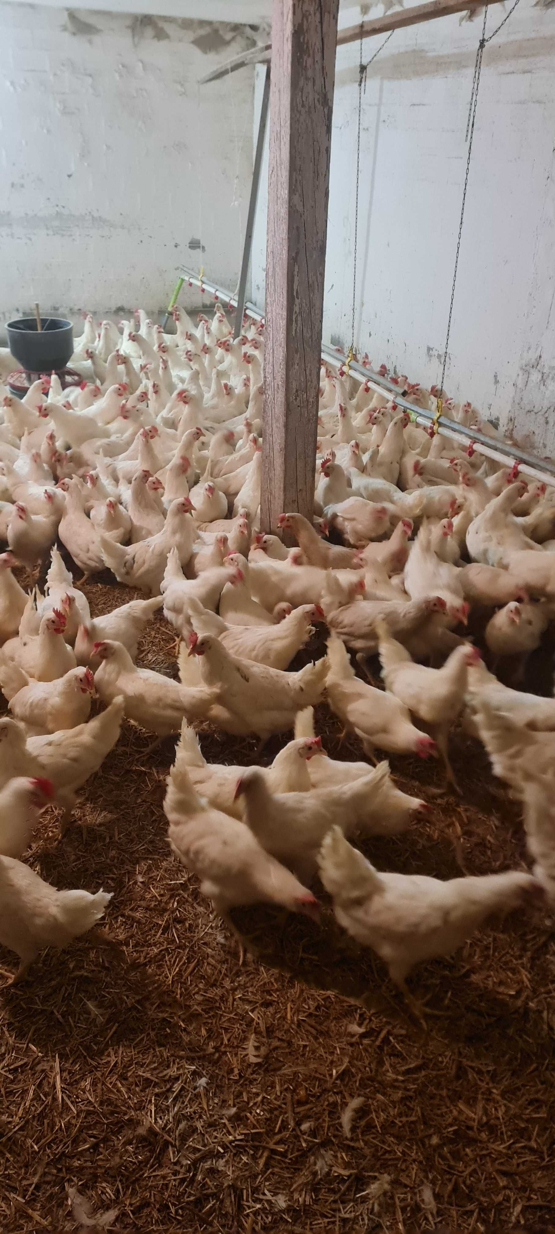Kury ROSSA MESA DOMINANT LEGHORN Prosto od hodowcy! Promocja Zapraszam