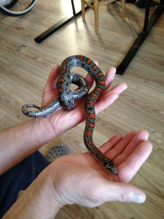 Lampropeltis Mexicana Granite