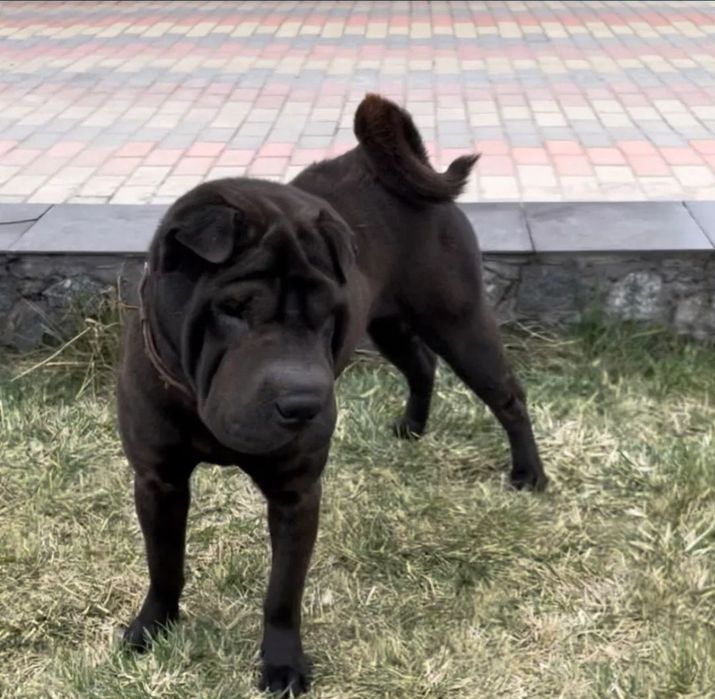 Шарпей дівчинка шукає дім