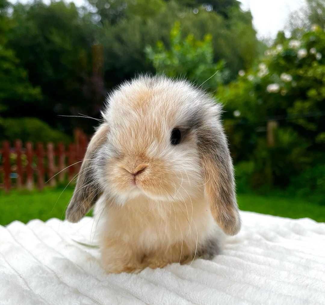 KIT Coelhos anões orelhudos, mini lop lindíssimos e super inteligentes