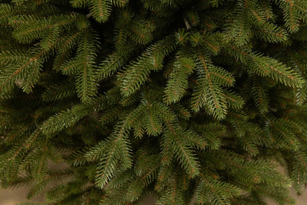 Ялинка Лита Володарка Лісу