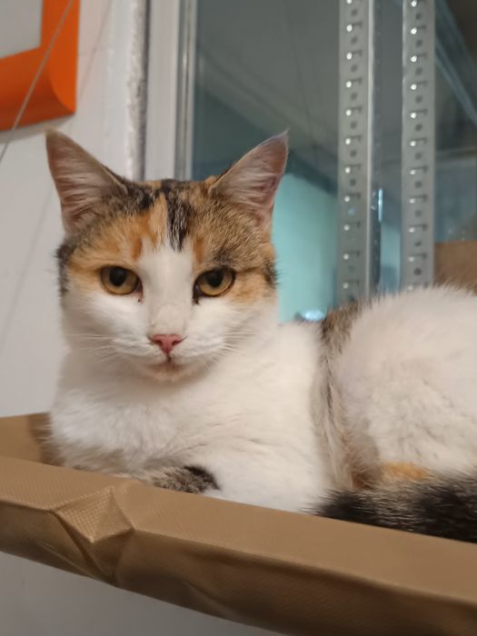 Милка, девочка, 2 годика