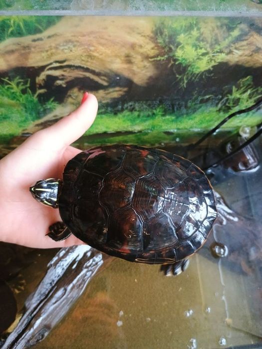 Sprzedam żółwie w akwarium kilkuletnie polecam tanio komplet stan bdb