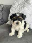 Yorkshire Terrier Biewer piesek