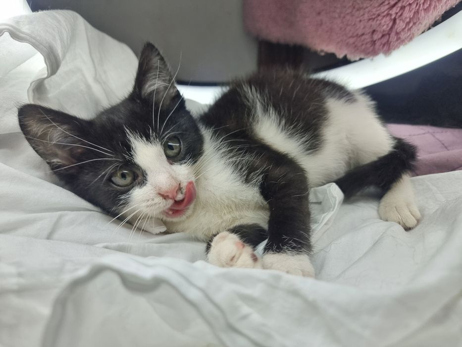 Чотири маленькі промінчики щастя шукають дім