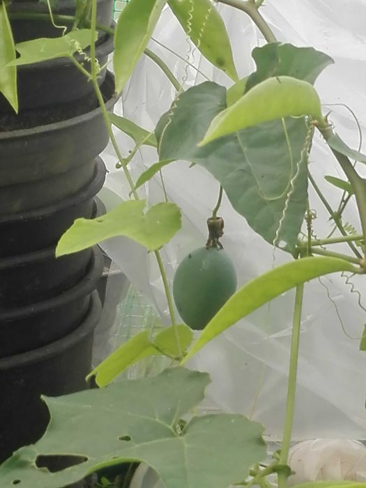 Variedade de maracujá rara e outras variedades de plantas tropicais.