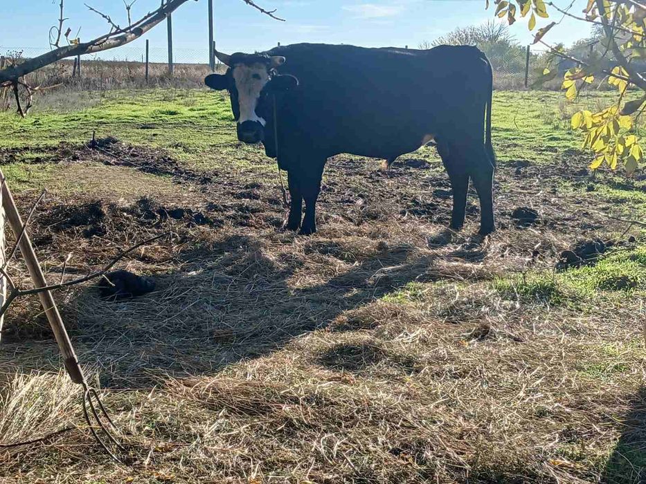 Продаю бичка кому треба