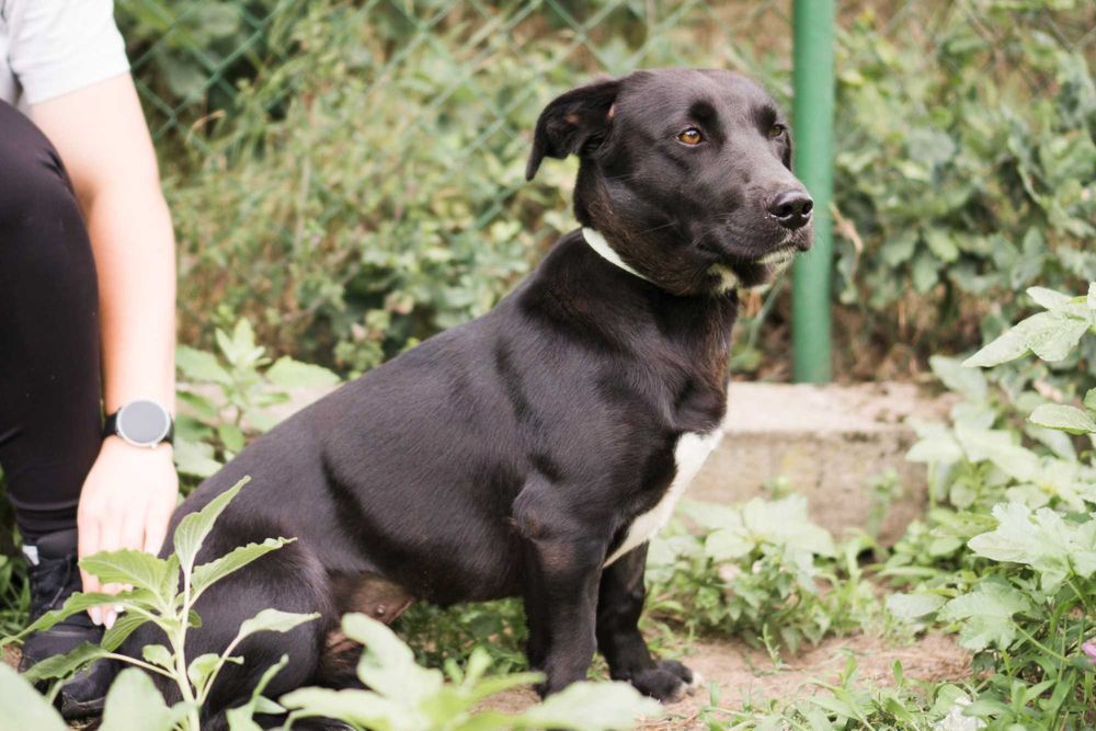 Roczna Ejwa szuka domu!