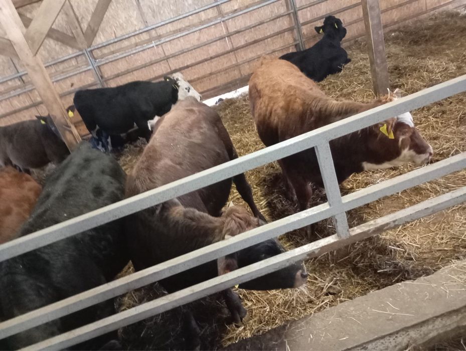 Sprzedam byki miesne