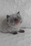 Gatinho persa Uma perfeição