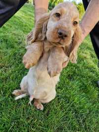 Piesek rudy,biało rudy Cocker spaniel