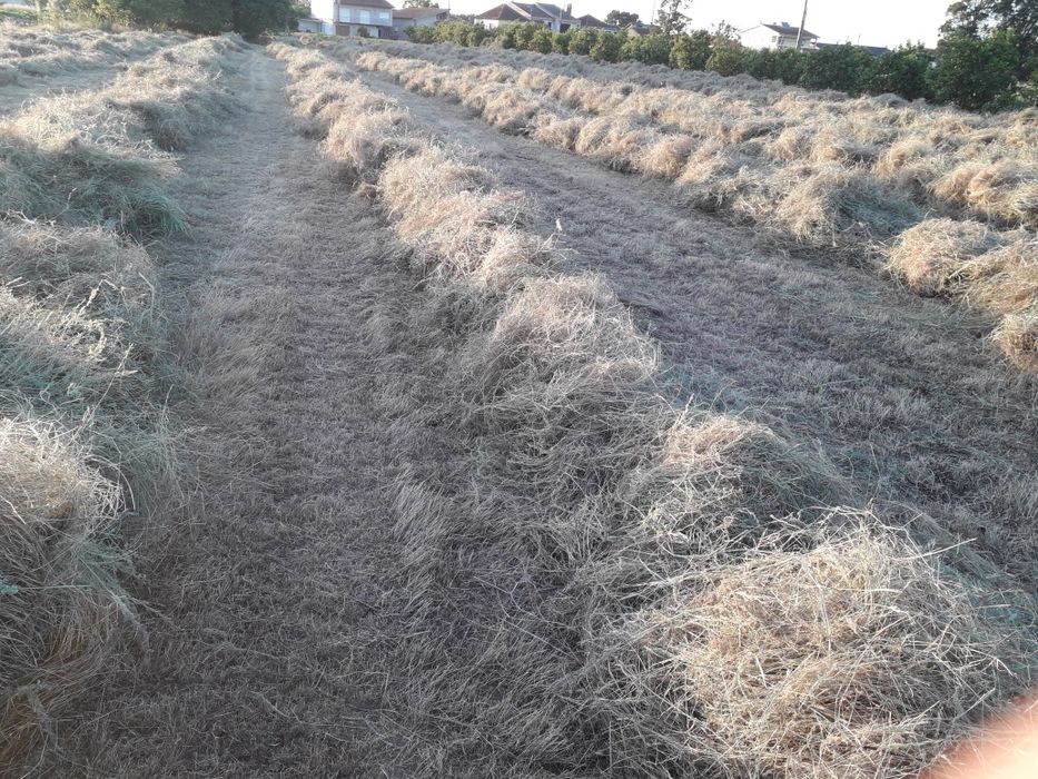 Fardos de palha azevem ,aveia,feno e outras variedades