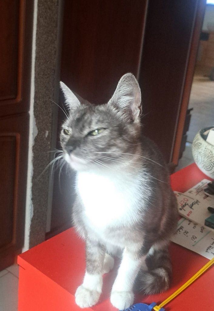 Koteczka Koko czeka na dom
