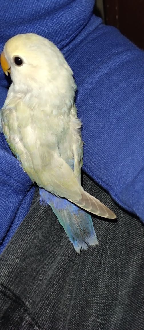 Domestico Aves de todos os tamanhos
