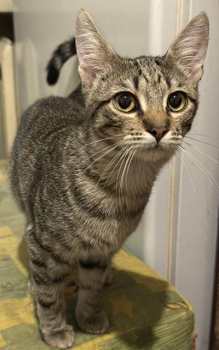 Котенок девочка в хорошие руки