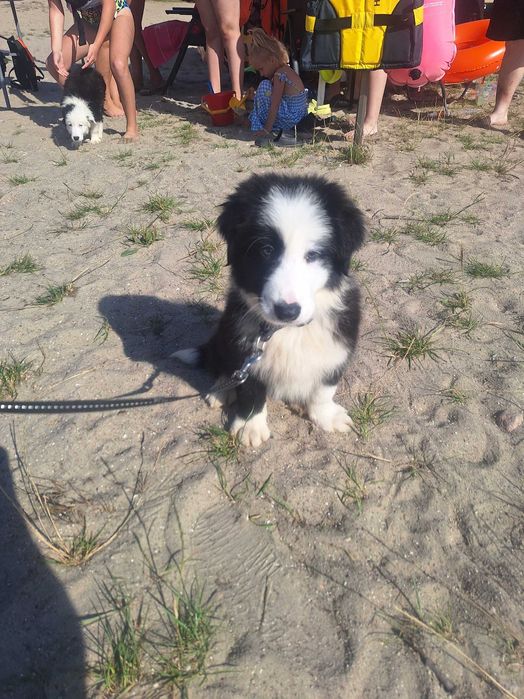 Border collie szczeniak gotowy do odbioru szuka domu