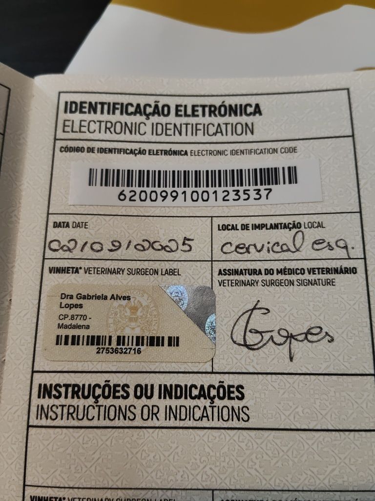 Cadela muito bonita para venda