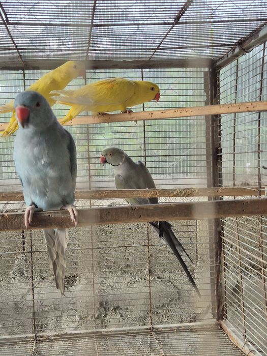 Ring necks criados à mão de 2025