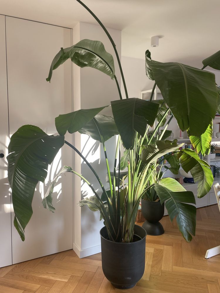 Strelicia Strelitzia Nicolai rajski ptak