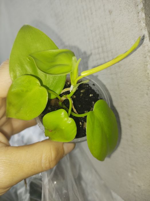 Філодендрон хедерацеум ріо сіам санрайз сканденс єлов