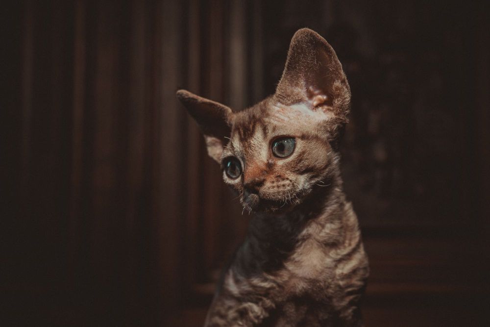 Kocurek Devon rex FPL Felis
