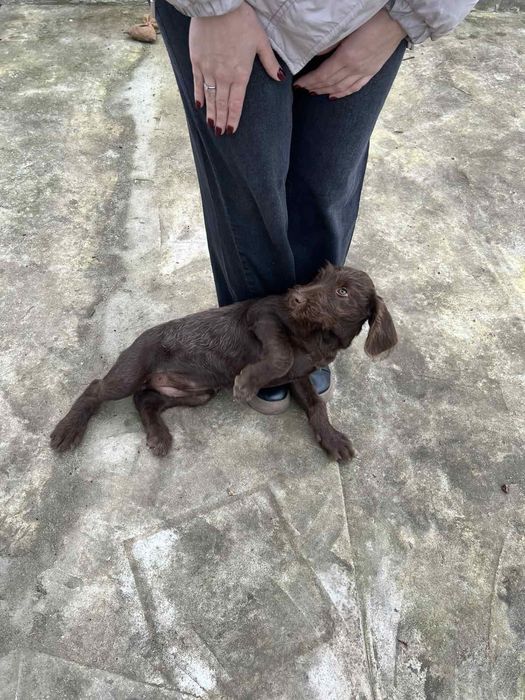 Отдам девочку дратхаара