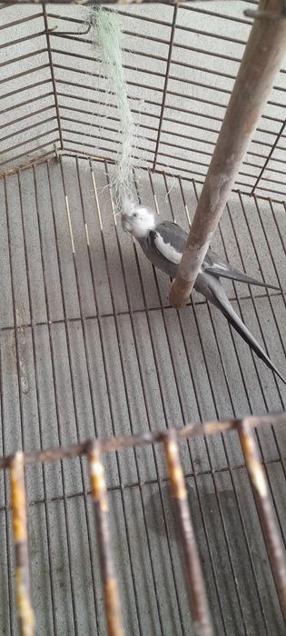 Caturras face branca