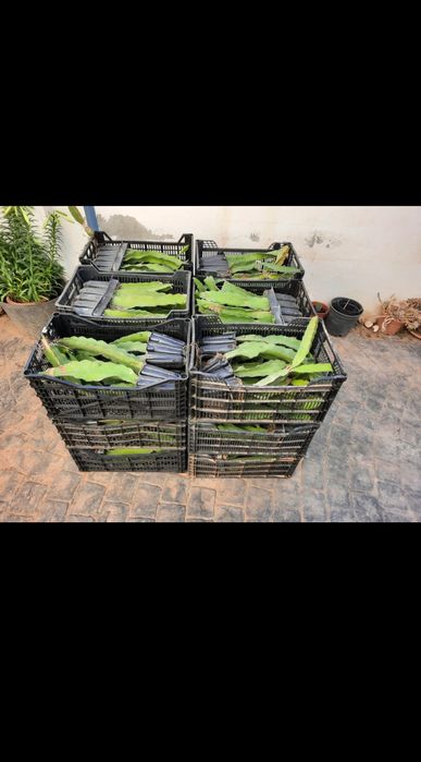 Pitaya Mudas Autopolinizavel