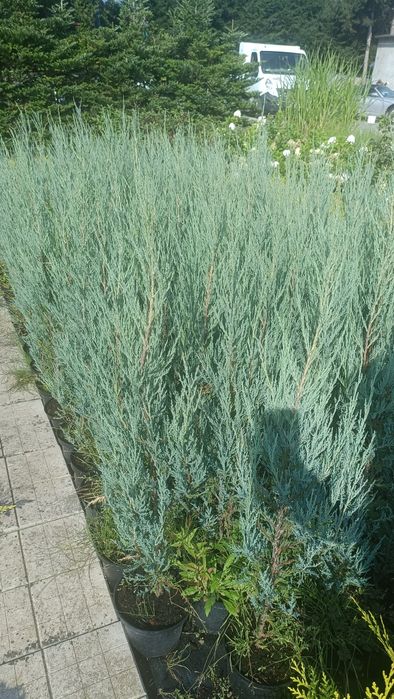 Jałowiec Blue Arrow 70 cm w doniczce c2, 14,00 zł