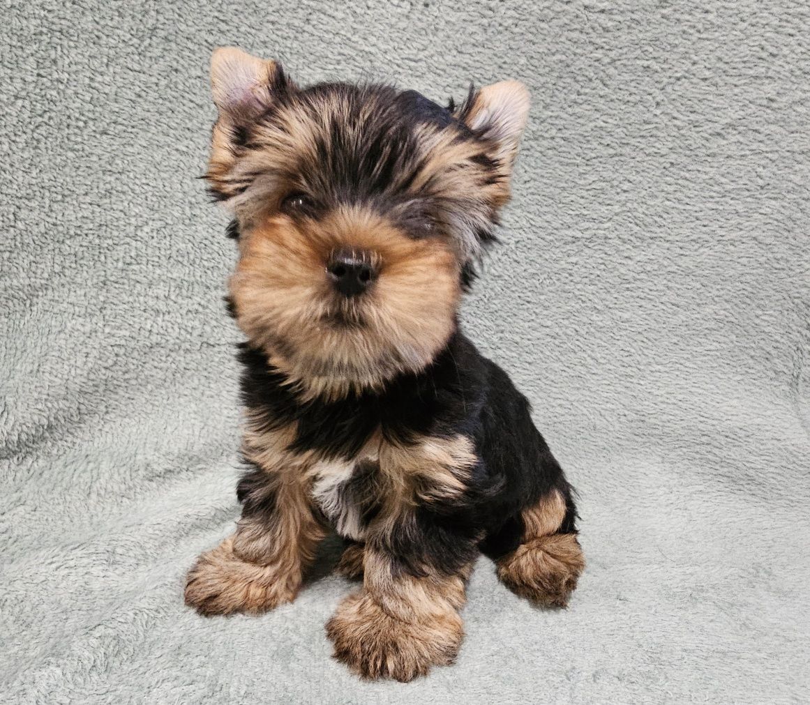 Yorkshire terrier Black and Tan samiec