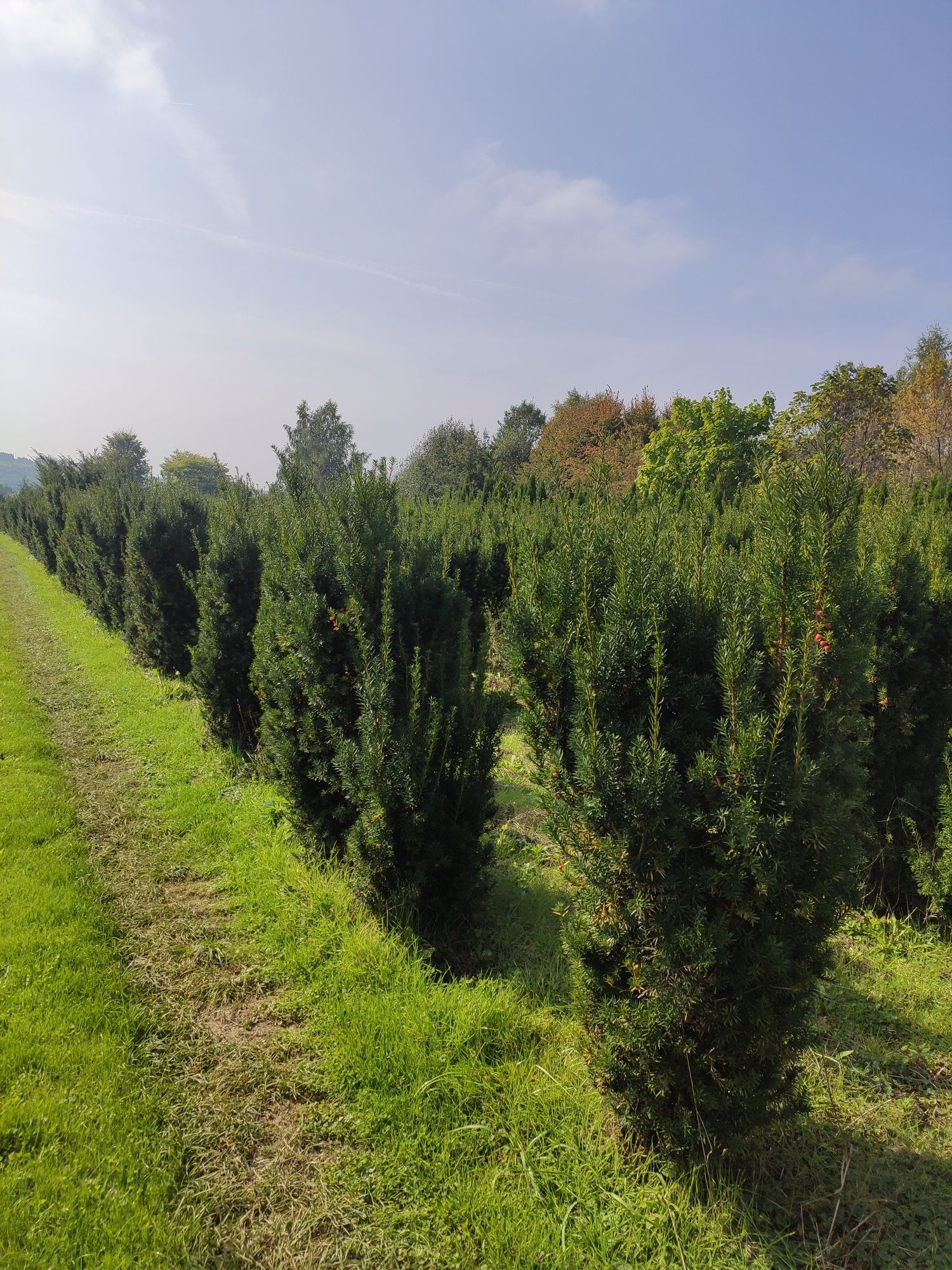 Cis pośredni hicksi 200cm