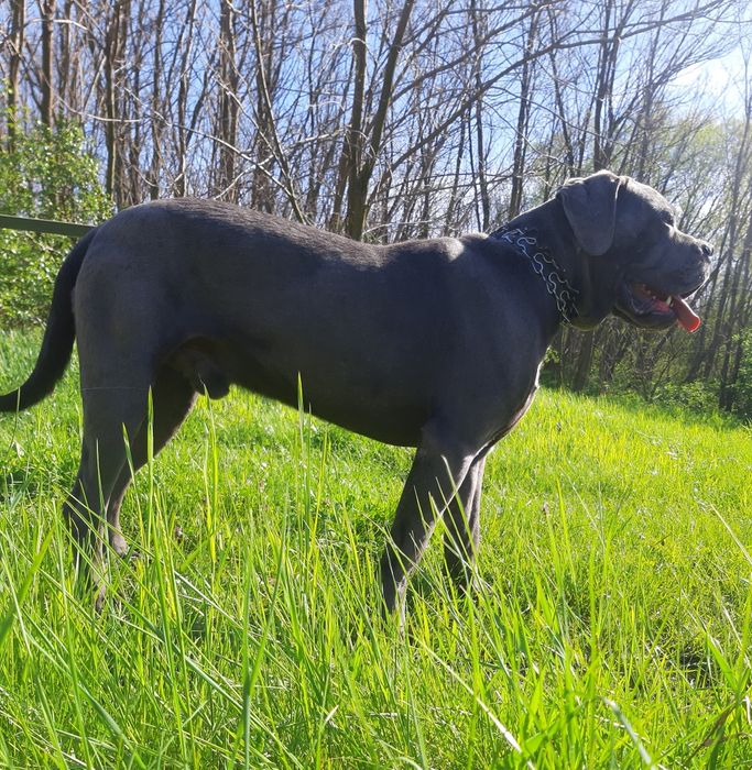 Сірий красунчик кане корсо,,Рекс,,