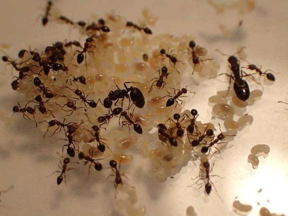 Monomorium subopacum - mrówki do formikarium