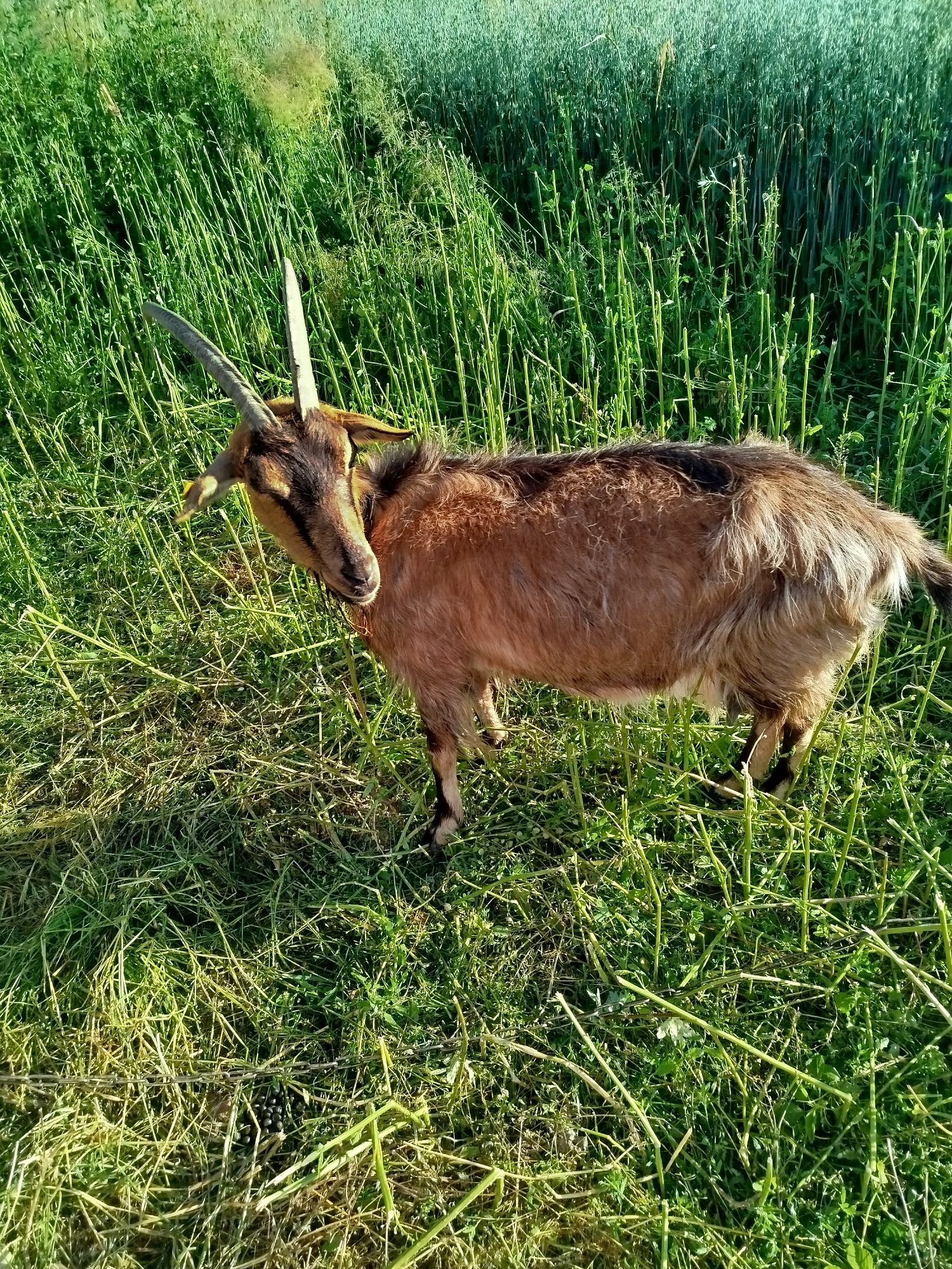 Sprzedam dwie kozy