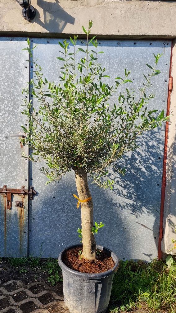 Palma daktylowiec kanaryjski ,jucca gloriosa variegata, jucca filifera