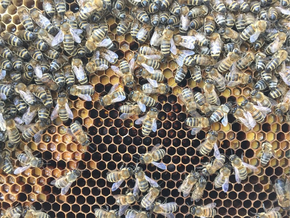 Бджоли, Бджолопакети, відводки ( в травні)