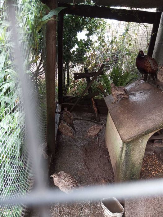 Vendo Faisoes fêmeas