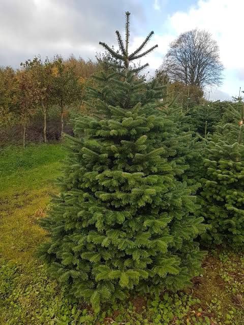 Żywe choinki z dostawą do domu gratis jodły kałkaskie i świerki