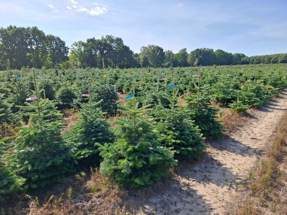 Jodła Kaukaska w donicy PREMIUM 125-150 cm/cięta od Tuchoinki.pl