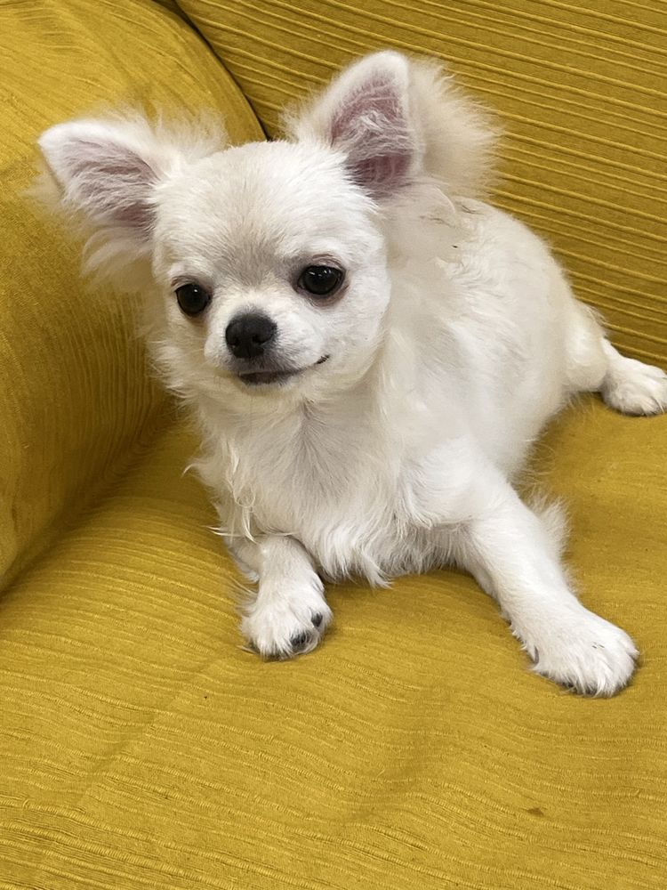 CHIHUAHUA MACHO DISPONIVEL
