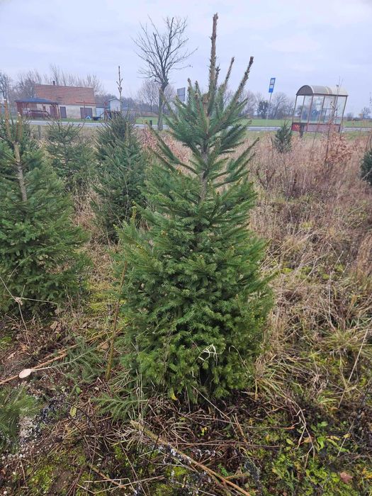 Choinki świerk pospolity hurt i detal Szczepanów pow. kolski