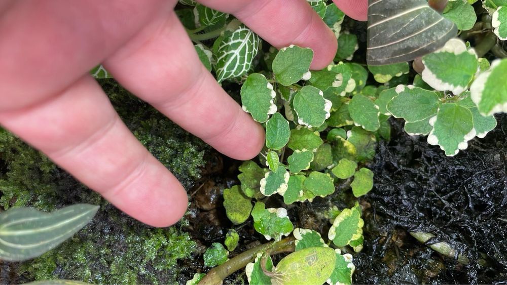 Фікус Вайт Сані