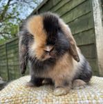 KIT Coelhos anões orelhudos, mini lop adoráveis e super inteligentes