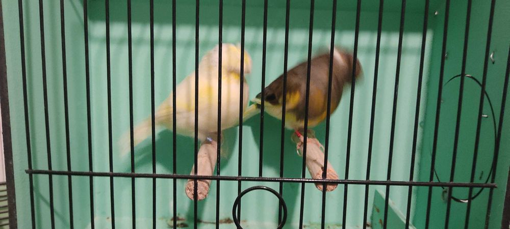 Casal canários Glosters