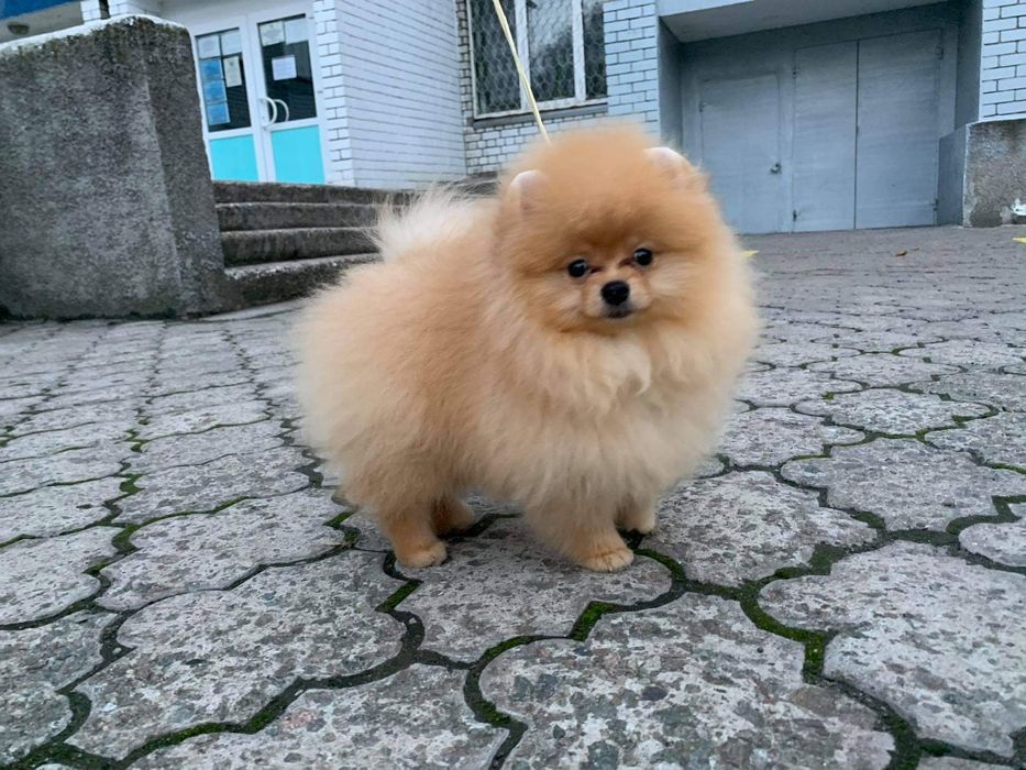 Померанский шпиц . Купите себе  счастье