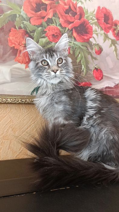 Кошечка породы Мейн Кун