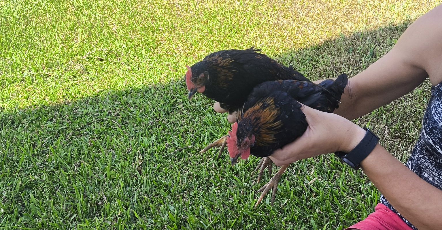 Casal de garnizos