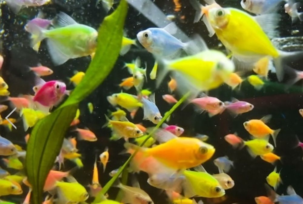 Тернеція гло тернеция